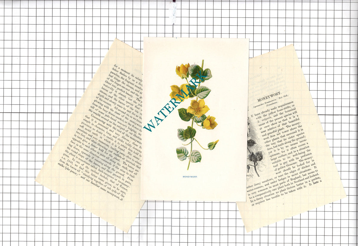 Moneywort Botannical Wild Flower Plant - c.1900 Small Print
