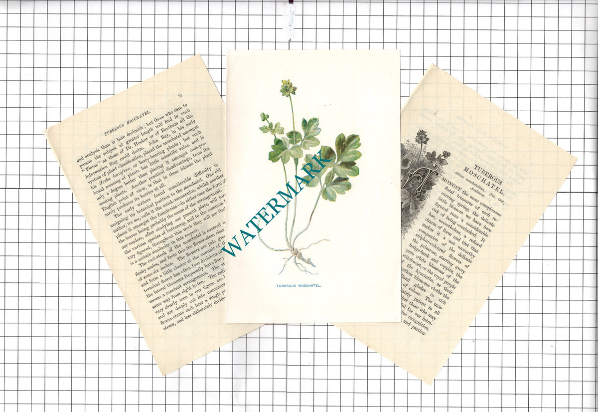 TUBEROUS MOSCHATEL Botannical Wild Flower Plant Hulme - c.1900 Small Print