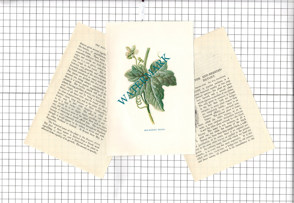 Red-Berried Bryony Botannical Wild Flower Plant - c.1900 Small Print
