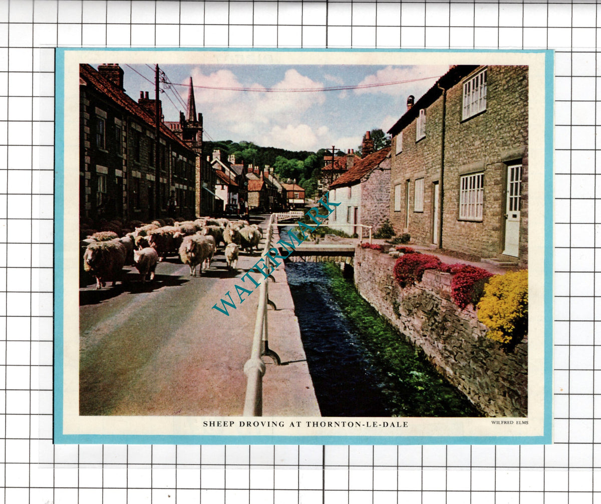 Thornton-le-Dale Yorkshire - 1957 Clipping
