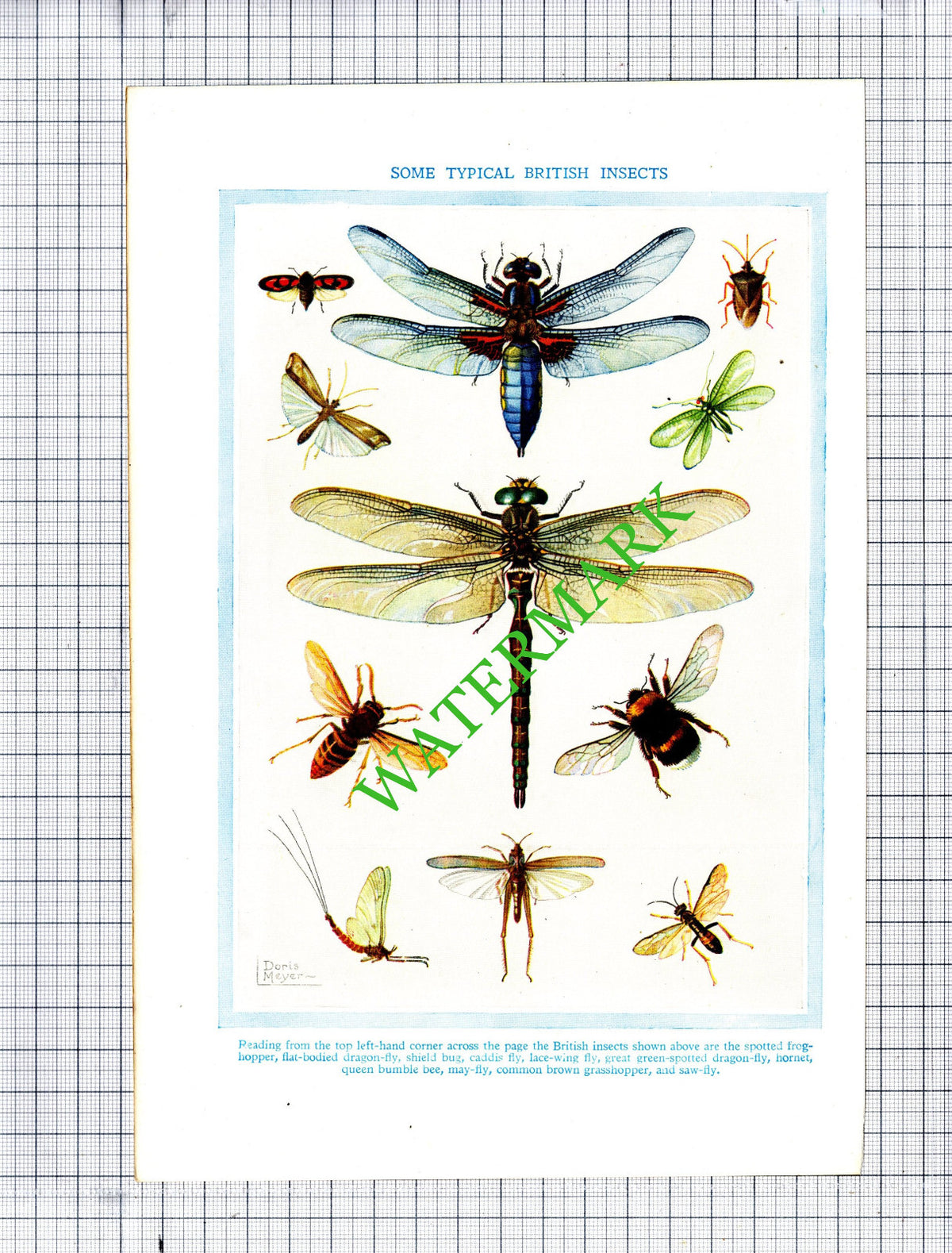 Insects Dragon Fly - c.1940s Print