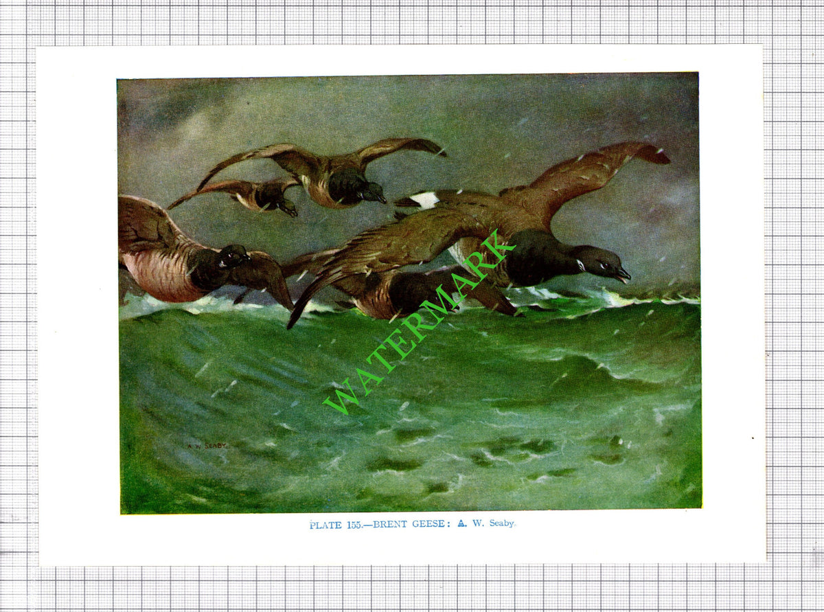 BRENT GEESE A W Seaby Bird - 1960's Cutting / Print