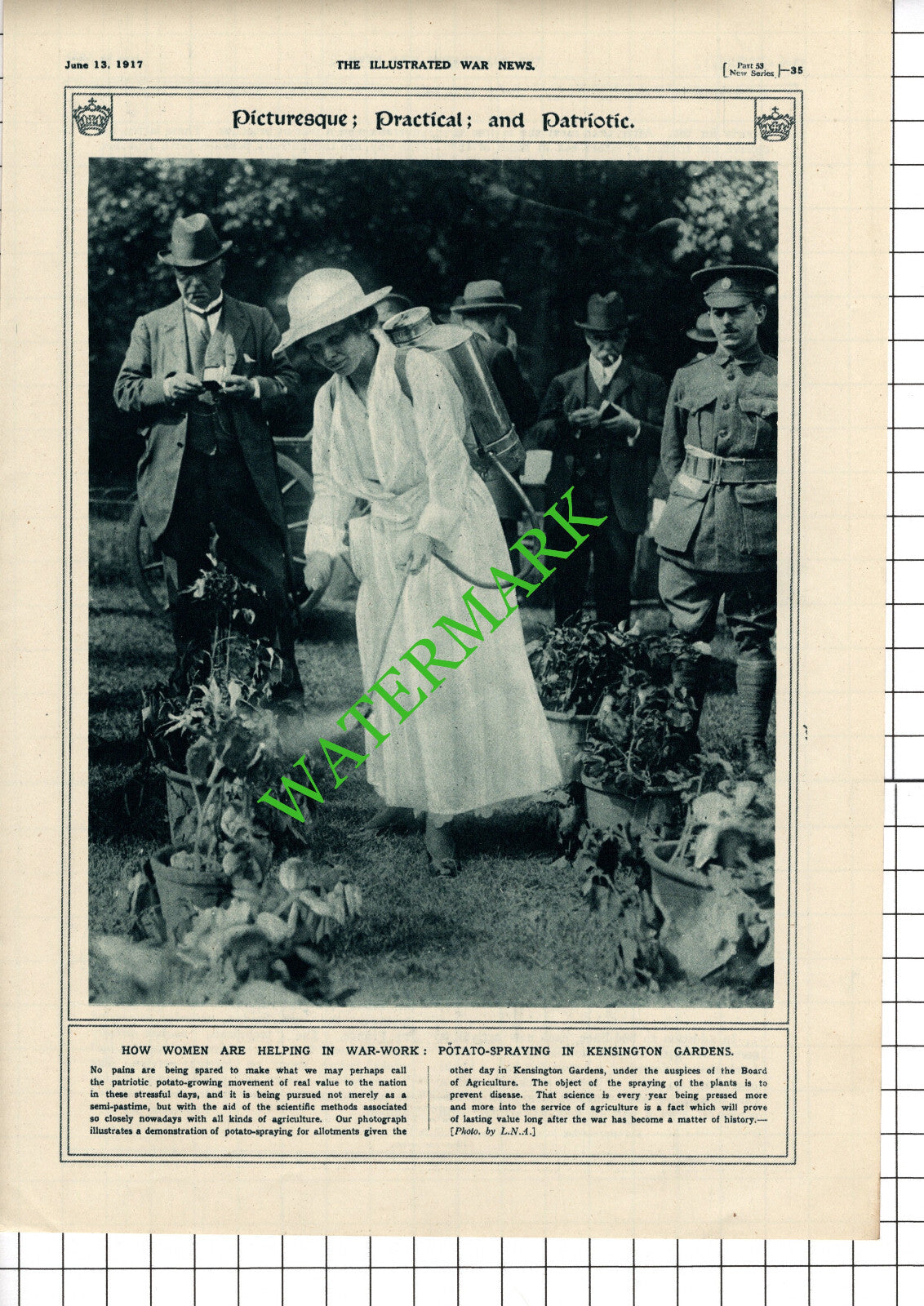 Women War Work Kensington Gardens Potato Spraying WW1 - 1917 Cutting / Print