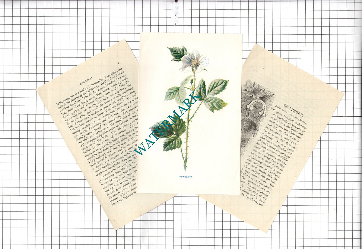 DEWBERRY Botannical Wild Flower Plant Hulme - c.1900 Small Print