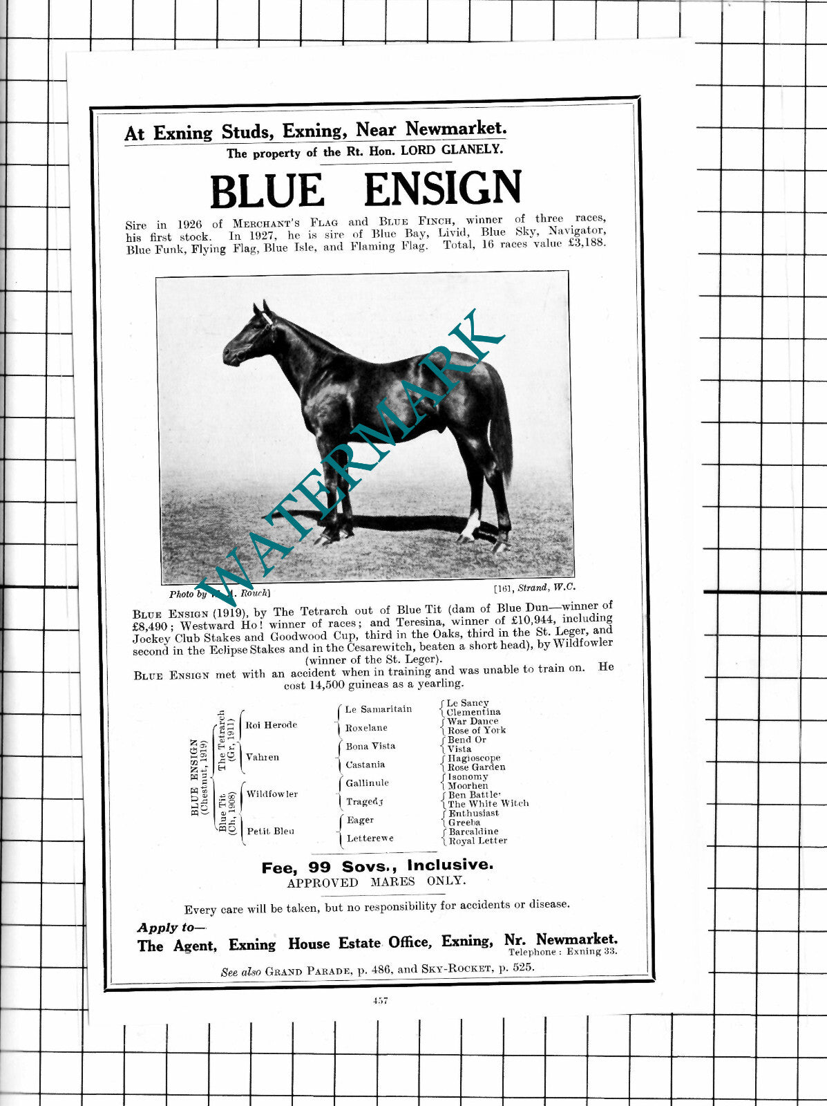 Blue Ensign Racehorse Horse Lord Glanely Exning Studs Advert - 1927 Clipping