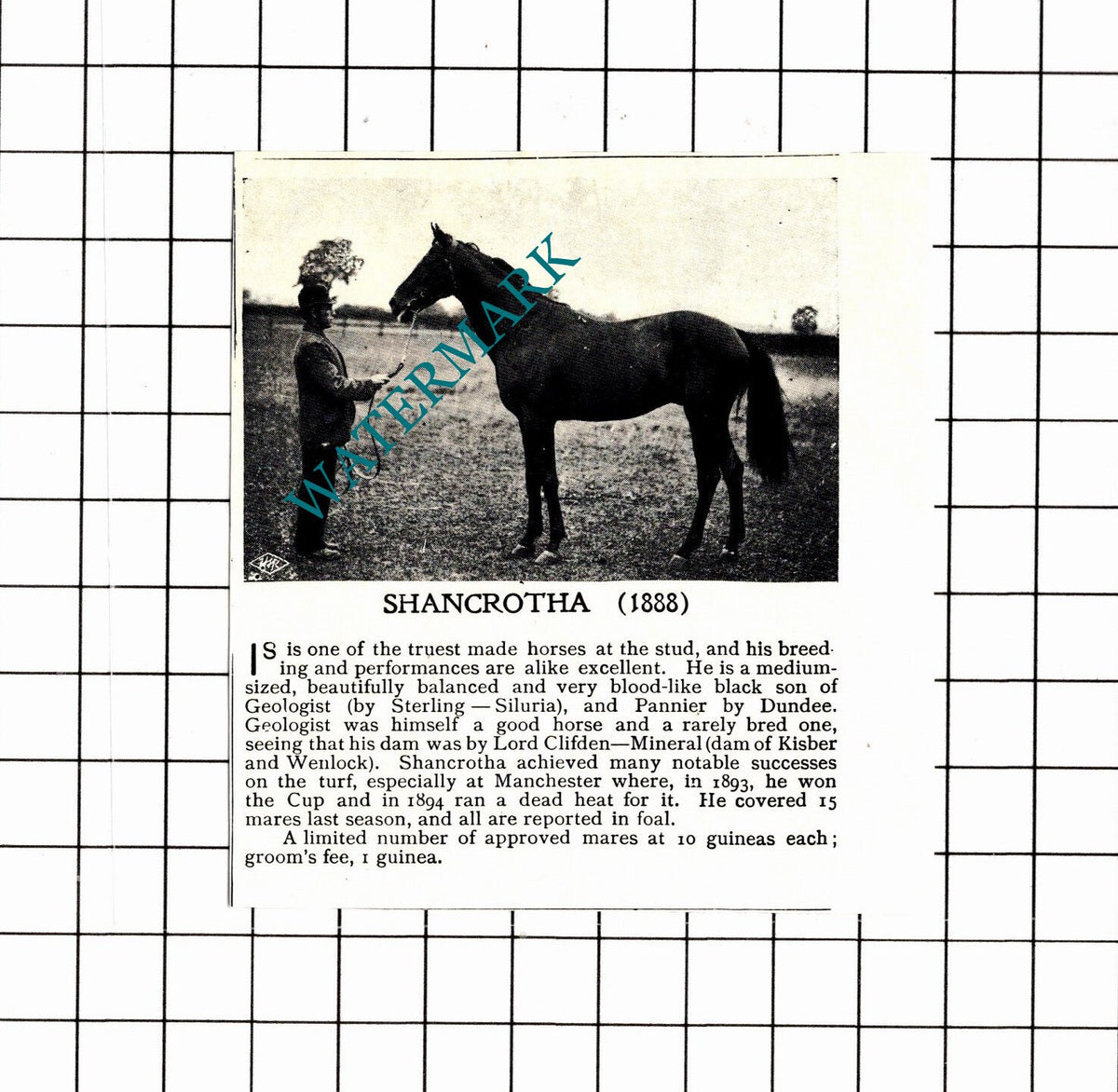 SHANCROTHA Race Horse - 1897 SMALL Clipping