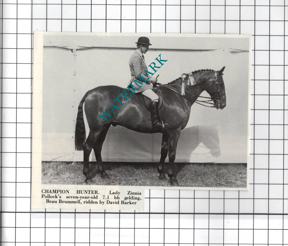 Lady Zinnia Pollock Horse Beau Brummell David Barker - 1981 Cutting