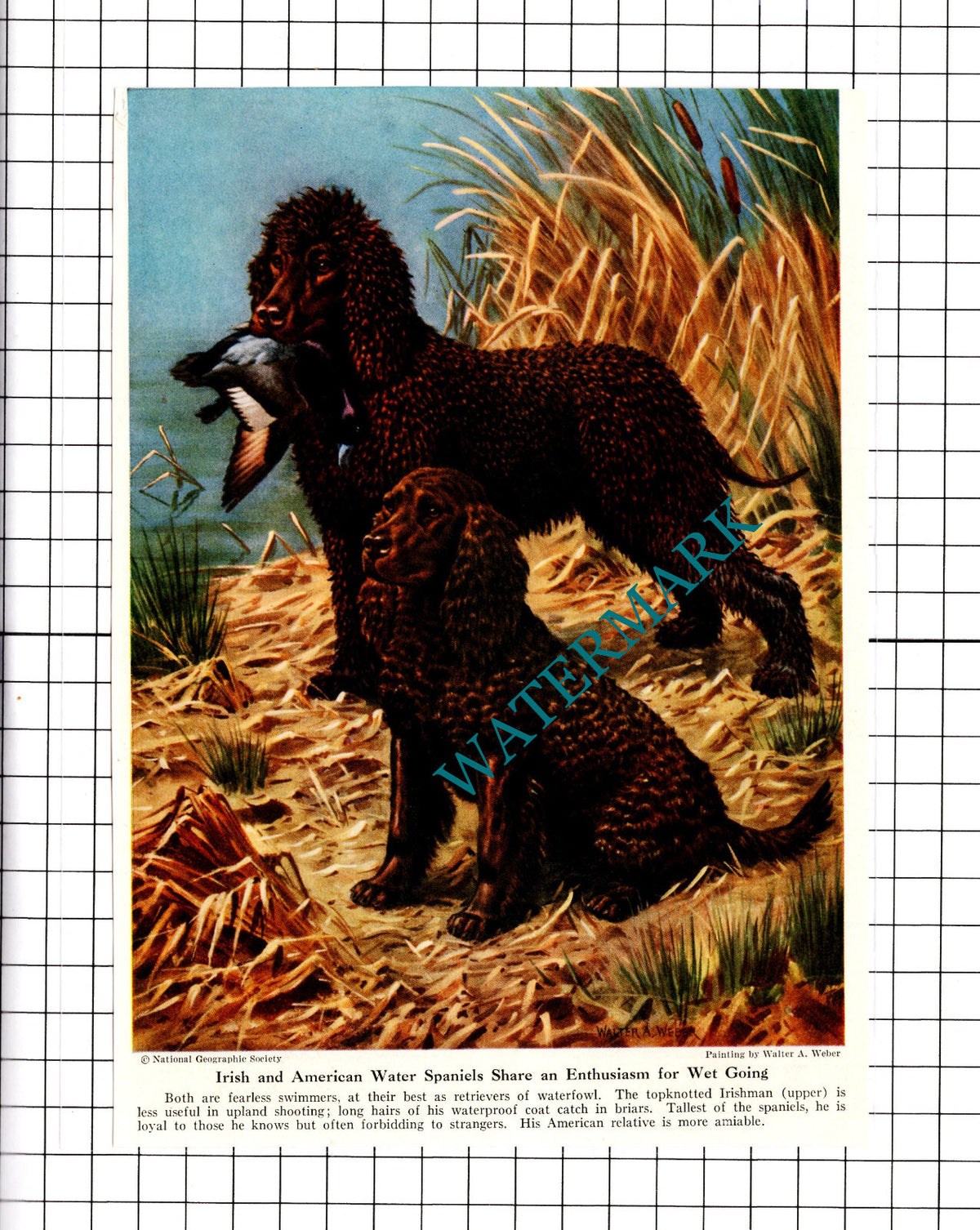 Irish and American Water Spaniels Hunting Dogs - 1947 Clipping / Print