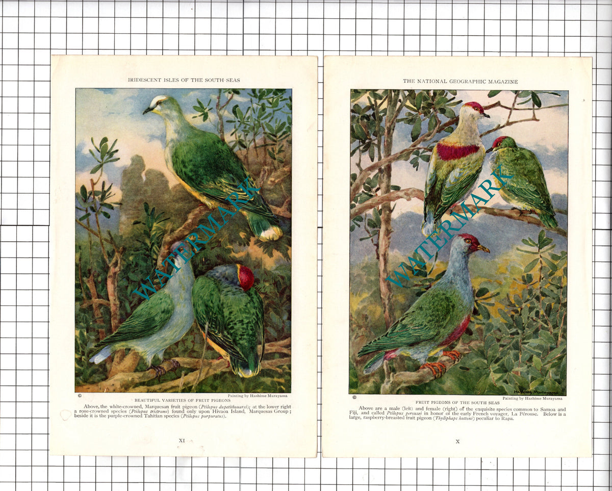 Two Fruit Pigeons Bird Prints - c.1930 Cuttings
