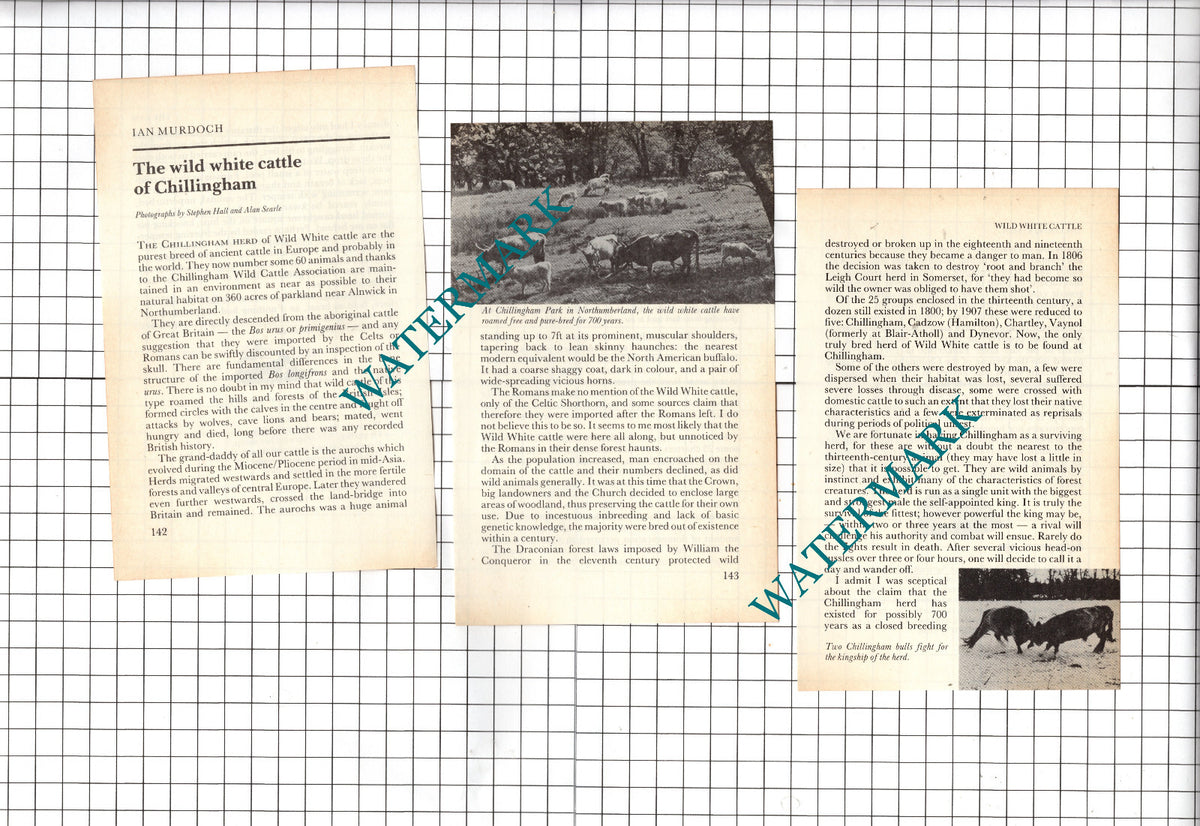 The Chillingham Herd Wild White Cattle - 1986 Article