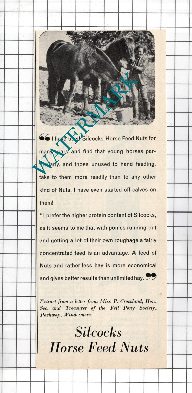 Miss P Crossland Fell Pony Society Packway Windermere Silcocks - 1966 ADVERT