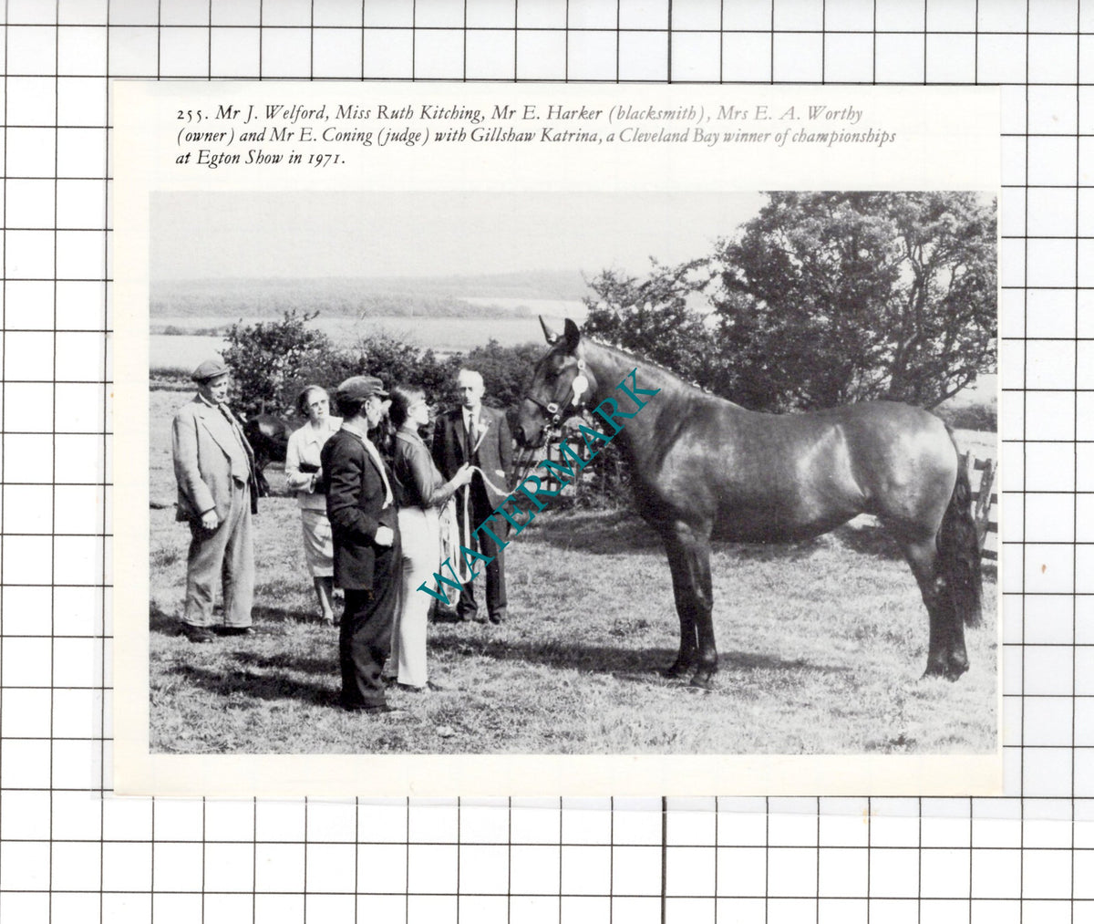 Mr J Welford Miss Ruth Kitching Coning Gillshaw Katrina Horse - Small Clipping