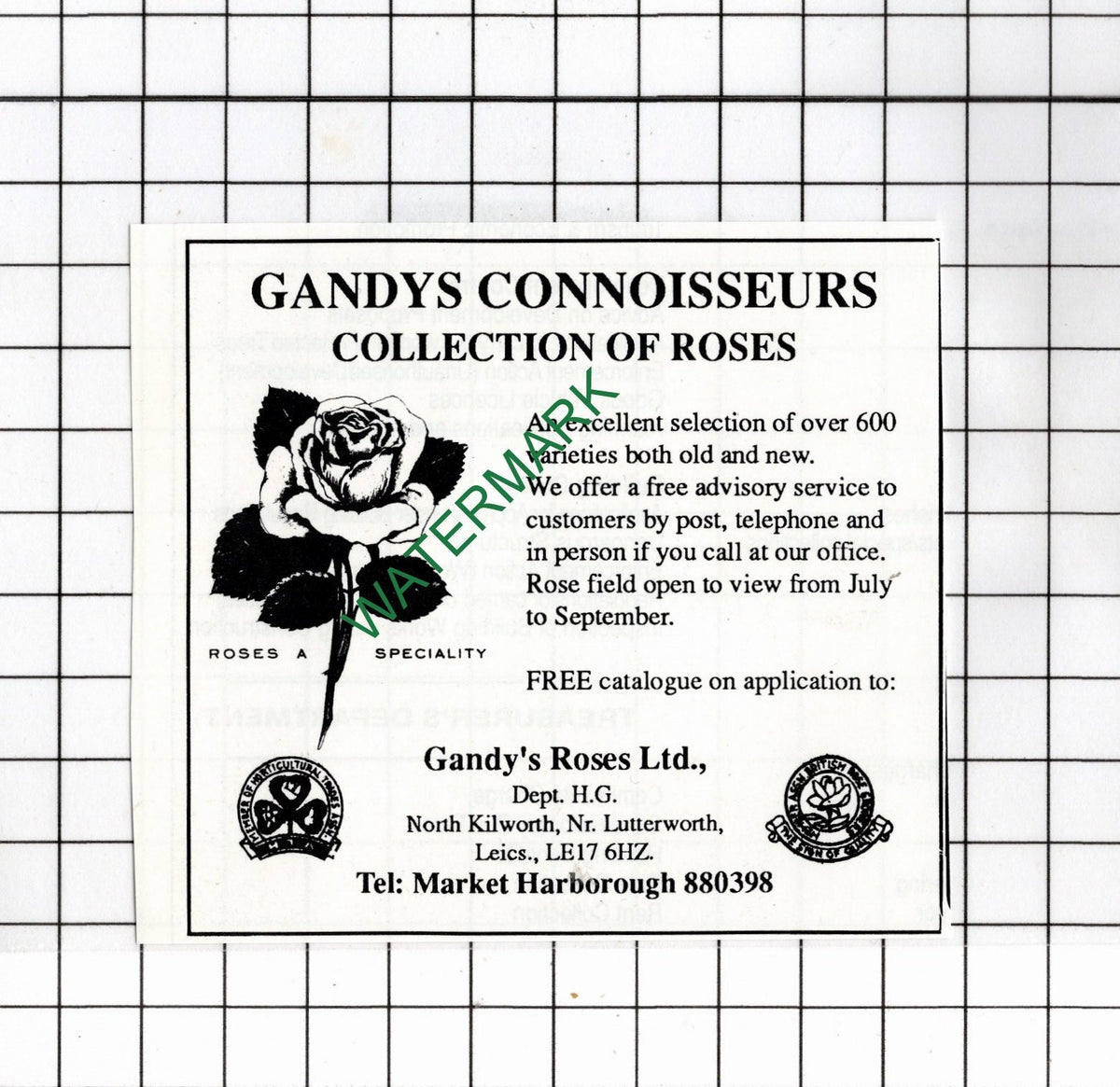 Gandy's Roses Ltd North Kilworth Leicestershire - 1990 Small Advert