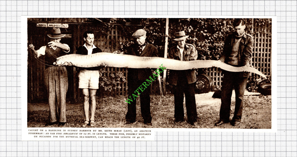 Mr Keith McRae Oar Fish Sydney Harbour Australia - 1954 Cutting
