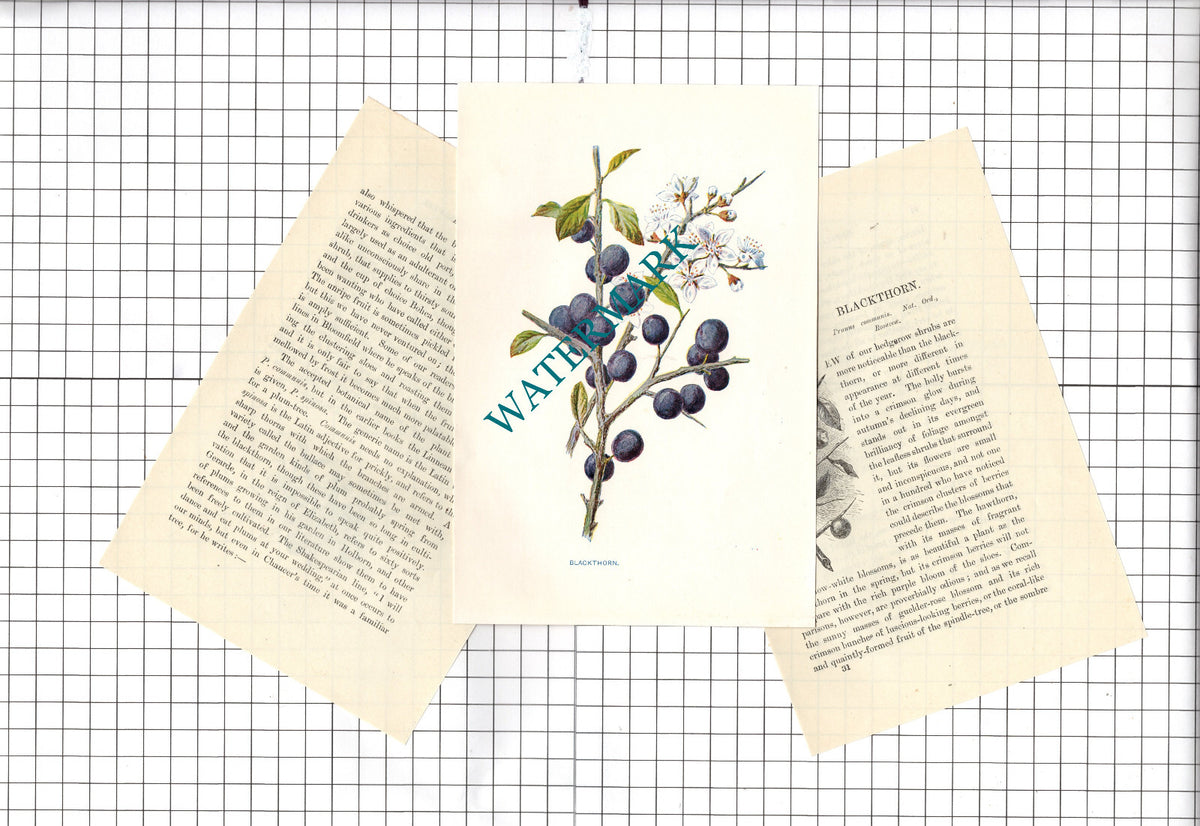 Blackthorn Botannical Wild Flower Plant - c.1900 Small Print
