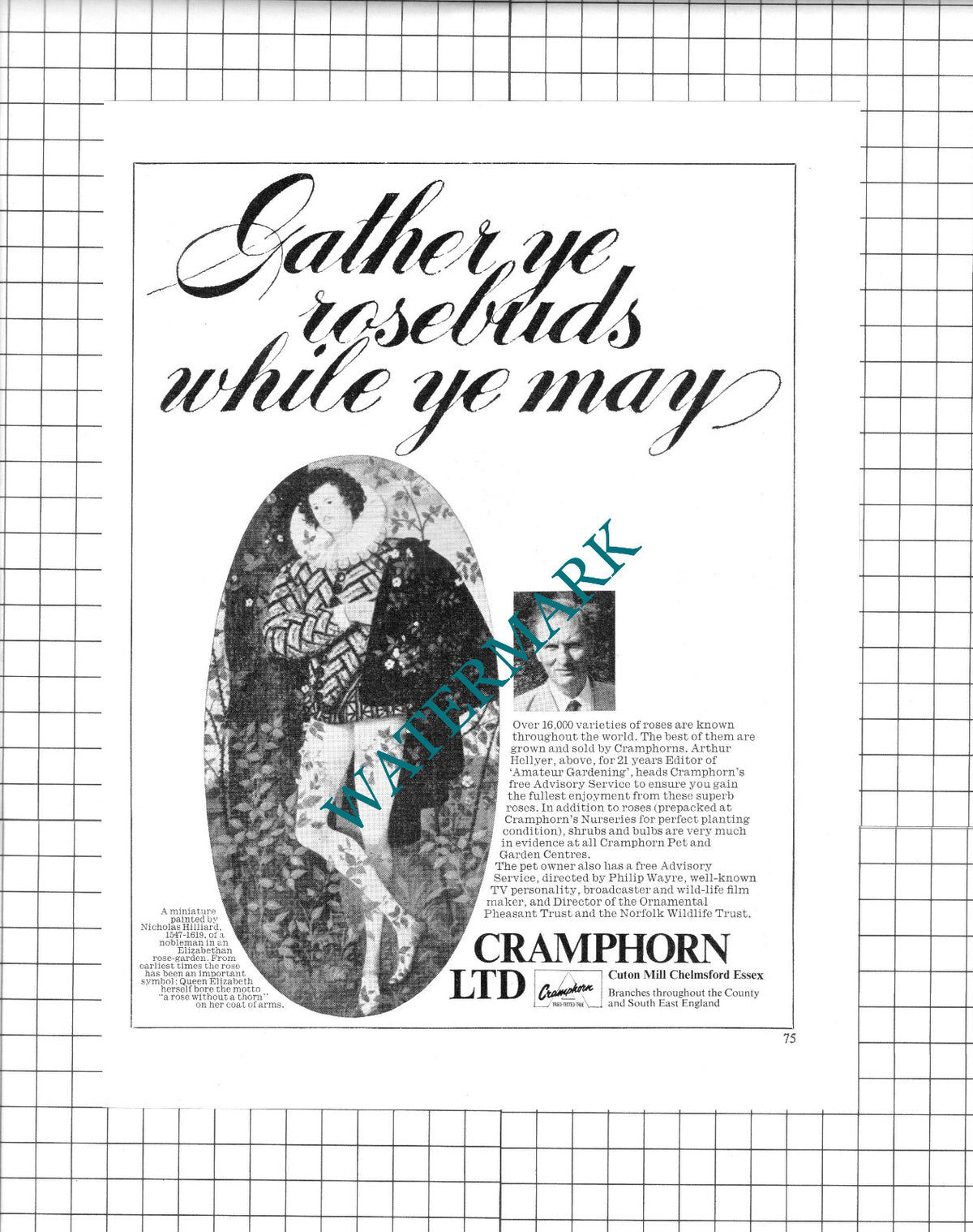 Cramphorn Ltd Cuton Mill Chelmsford Essex Arthur Hellyer ADVERT - 1965 Cutting
