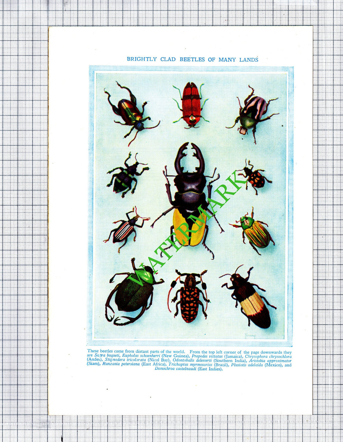 Beetles Beetle - c.1940s Print