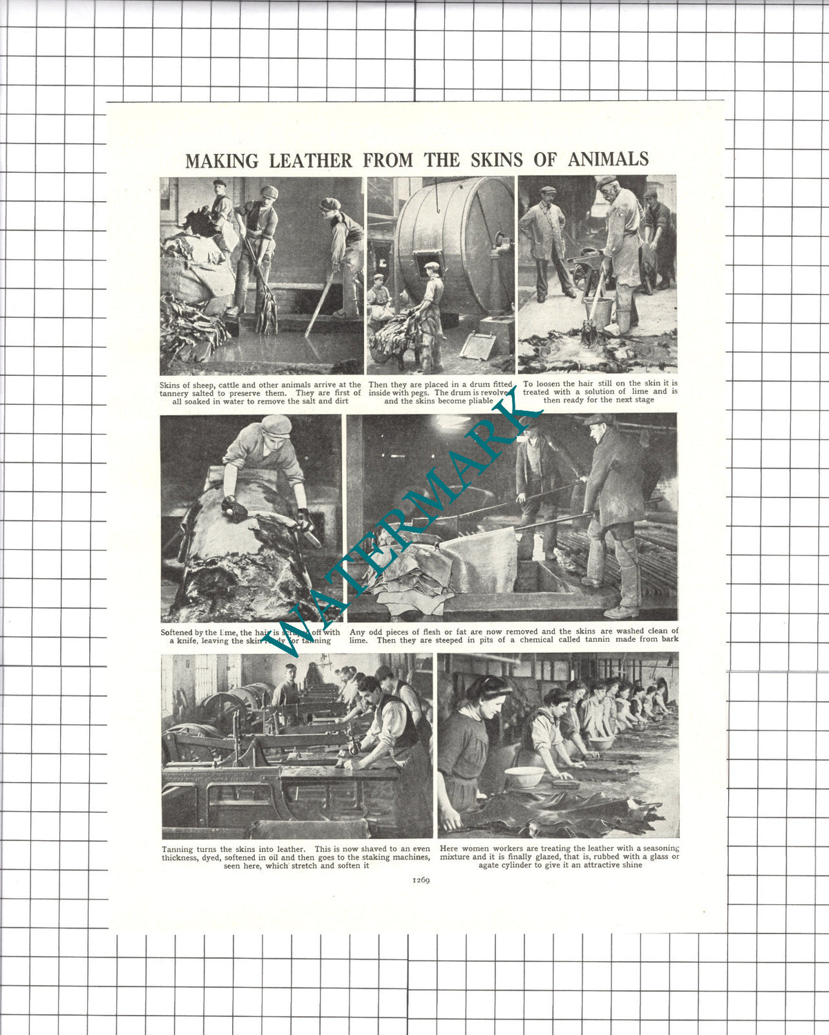 Tannery Tanning Process - 1950s Clipping / Print