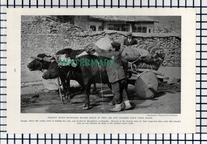 (8082) Yozgat Water Buffalo / Samsun Turkey - 1940 Book Print