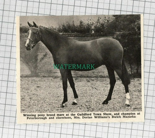 C2342) Mrs Dorian Williams Horse Bwich Mazurka Guildford Town Show - 1968 Clip
