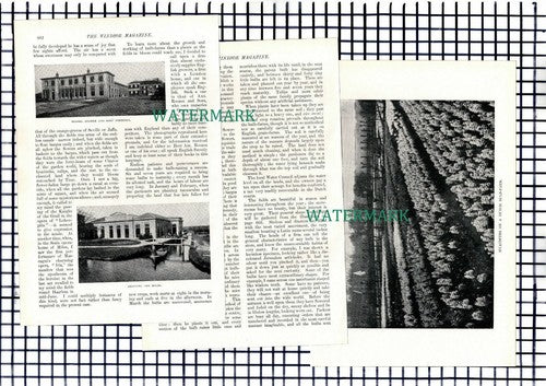 (7294) Dutch Bulb Farm Messrs Roozen Overveen -  6-Side 1900 Article