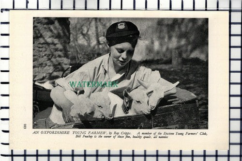 C6862) Enstone Young Farmers Club Bill Peachey - 1952 Cutting