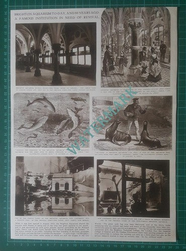 (X810) Brighton Aquarium In Need Of Revival  - 1954 Clip
