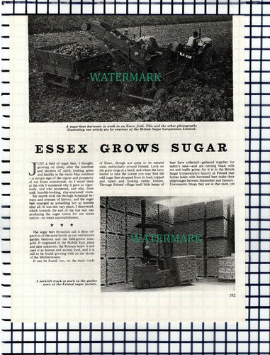 Felsted Sugar Factory Felsted Essex  - 1964 Article / Print
