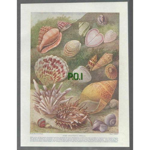 Sea Shells   - 1920's Print