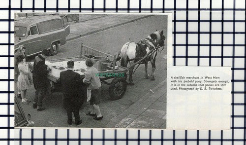 C6566) West Ham Shellfish Merchant  - 1962 Cutting
