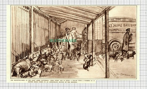 C2845) Battersea Dogs Home - 1948 Clip