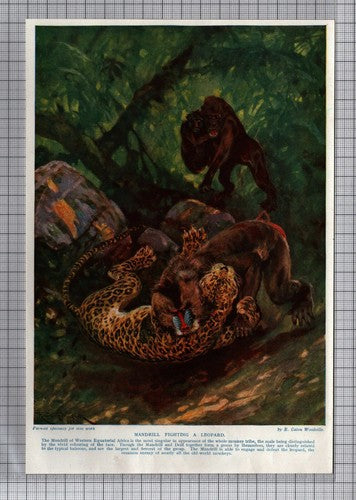 Mandrill Fighting Leopard Wild Animal Jungle -  c.1920s Book Print