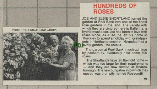 (C482) Joe & Elsie Shortland Pool Bank Garden Roses Rosecroft Knaresborough 1985