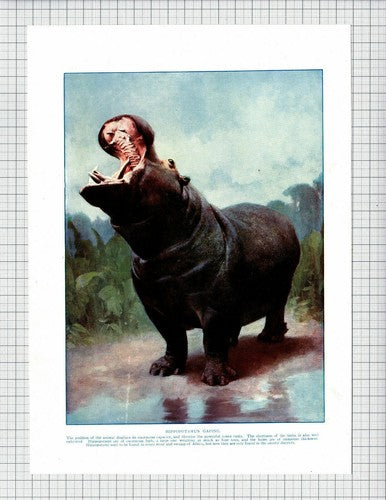 Hippopotamus Print - 1920s Antique Book Print