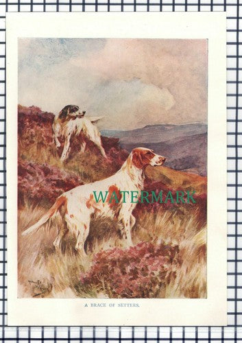 (7176) Setters Setter Dogs - c.1930s Print