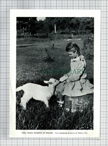(6614) Ringmer Sussex - 1954 Cutting