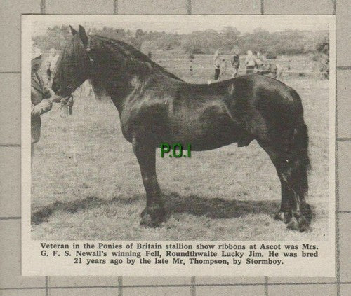 (C131) Mrs Newall Lucky Jim Stormboy Thompson Pony Show Ascot - 1972 Clip