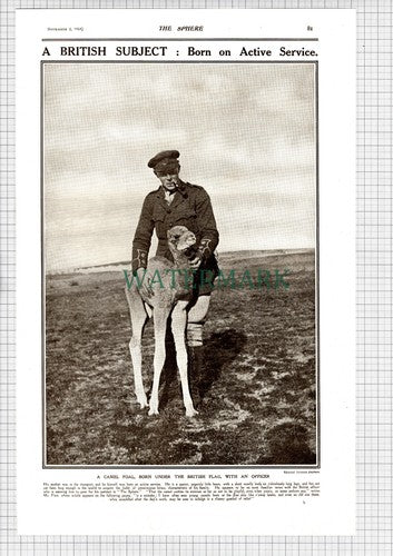 CAMEL Corps Patrol F Finn World War One WW1 - 1918 Article