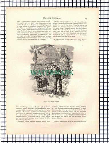 X1664) Regimental Pets Derby Plassey Royal Madras 1st Seaforth - c.1892 Article