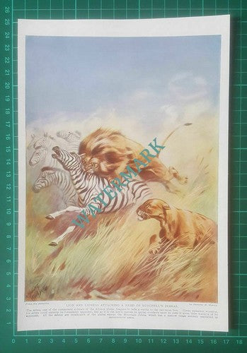 Lion & Lioness Attacking Zebra Wild Animals -  c.1920s Book Print
