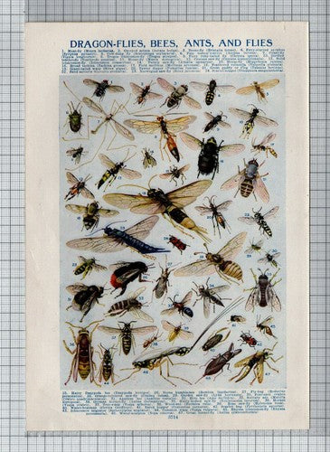 Dragonflies Bees Ants and Flies Insects Print  - Vintage Book Print