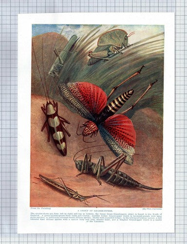 (5619)  A Group of Grasshoppers    Theo Carreras  - 1920's Book Print