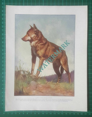 The Wolf  Central Europe  - 1920s Book Print