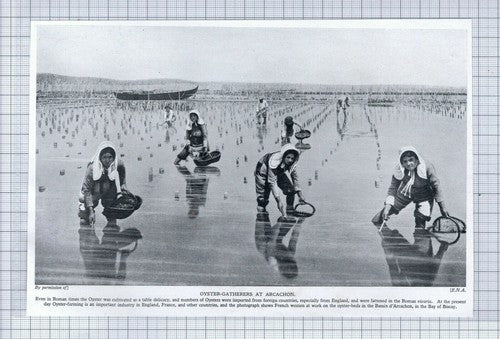 (5624) Oyster Gatherers At Arcachon -  1920's Cutting