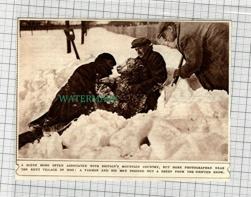 C2459) Farmer & Men Hoo Kent Digging Sheep From Snow - 1947 Clip