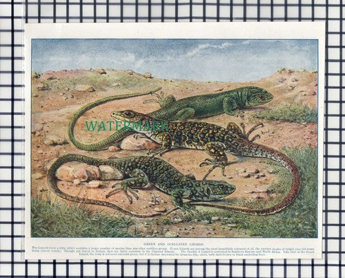 (188) Green & Ocellated Lizards - c.1920s Cutitng
