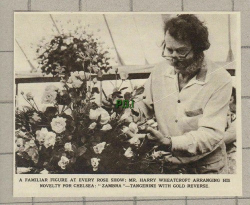 (5163) Mr Harry Wheatcroft Chelsea Rose Show Zambra  -  1961 Clip