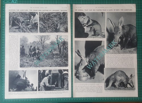 Prof Dr Rudolf Geigy Hunting Aardvark Swiss Tropical Institute - 1950 Article