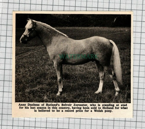 (C184) Anne Duchess of Rutland Belvoir Zoroaster  - 1972 Clip