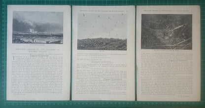 (5949) Walney Island Lancashire Breeding Season Stella Hamilton - 1897 Article